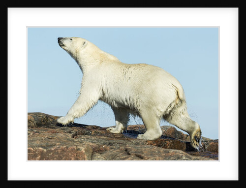 Polar Bear on Harbour Islands, Hudson Bay, Nunavut, Canada by Anonymous