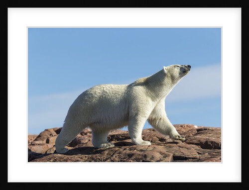Polar Bear on Harbour Islands, Hudson Bay, Nunavut, Canada by Anonymous