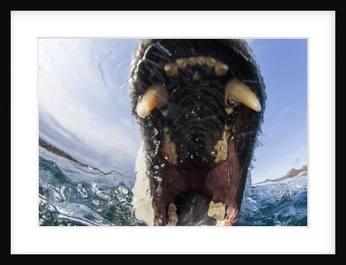 Swimming Polar Bear, Hudson Bay, Nunavut, Canada by Anonymous