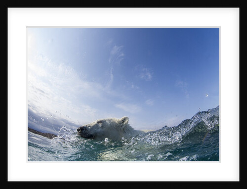 Swimming Polar Bear, Hudson Bay, Nunavut, Canada by Anonymous