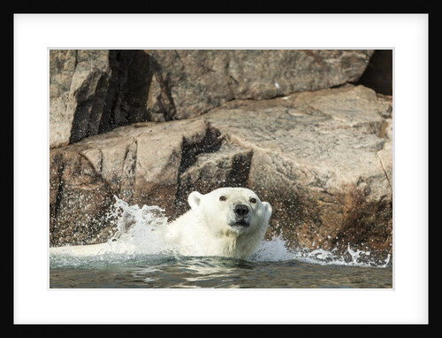 Swimming Polar Bear, Hudson Bay, Nunavut, Canada by Anonymous