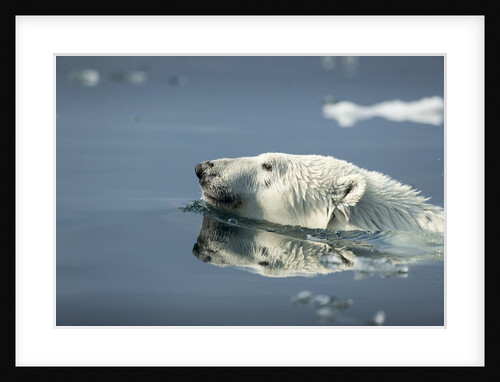 Swimming Polar Bear, Hudson Bay, Nunavut, Canada by Anonymous