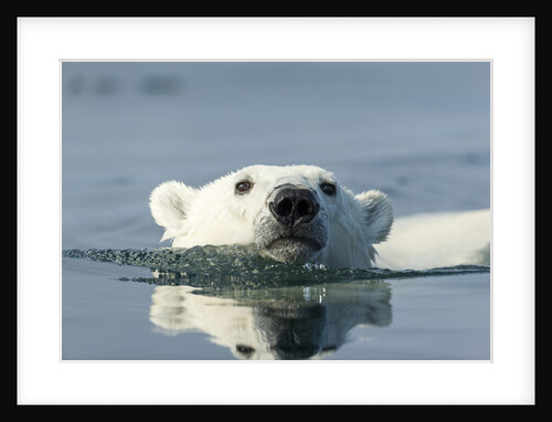 Swimming Polar Bear, Hudson Bay, Nunavut, Canada by Anonymous