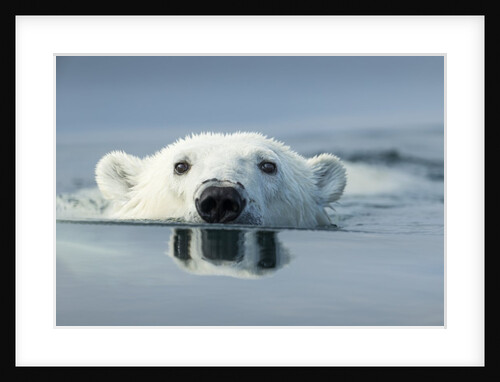 Swimming Polar Bear, Hudson Bay, Nunavut, Canada by Anonymous