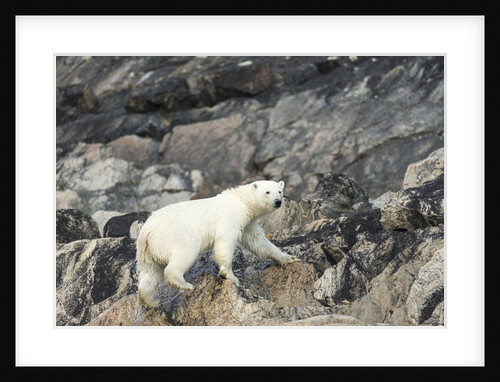 Polar Bear, Hudson Bay, Nunavut, Canada by Anonymous
