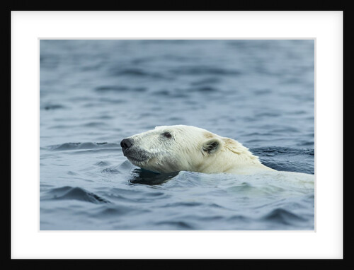 Swimming Polar Bear, Hudson Bay, Nunavut, Canada by Anonymous