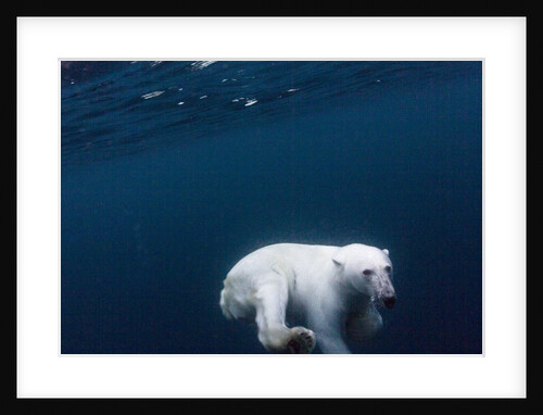 Underwater Polar Bear near Frozen Strait, Nunavut, Canada by Anonymous
