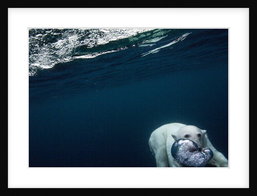 Underwater Polar Bear near Frozen Strait, Nunavut, Canada by Anonymous