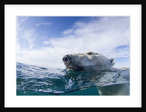 Underwater Polar Bear near Frozen Strait, Nunavut, Canada by Anonymous