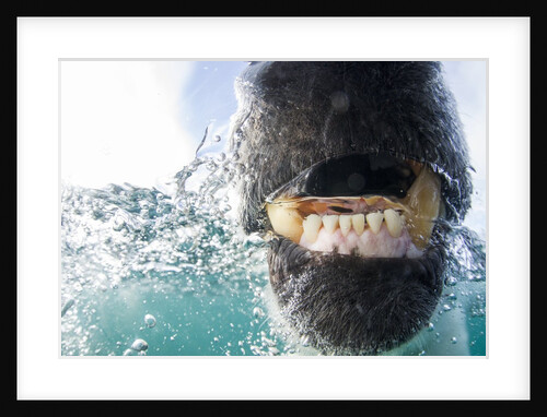 Underwater Polar Bear by Harbour Islands, Nunavut, Canada by Anonymous