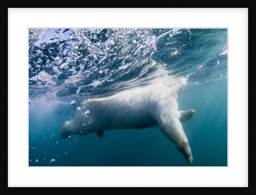 Underwater Polar Bear by Harbour Islands, Nunavut, Canada by Anonymous