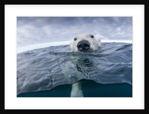 Polar Bear, Nunavut Territory, Canada by Anonymous