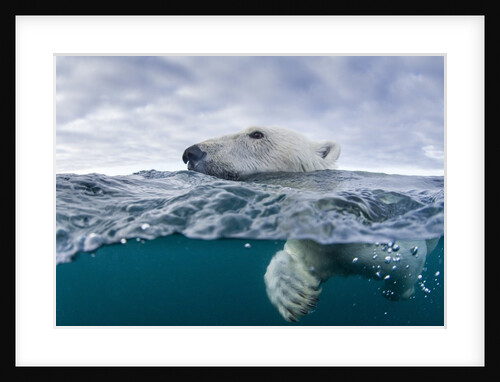 Underwater Polar Bear by Harbour Islands, Nunavut, Canada by Anonymous