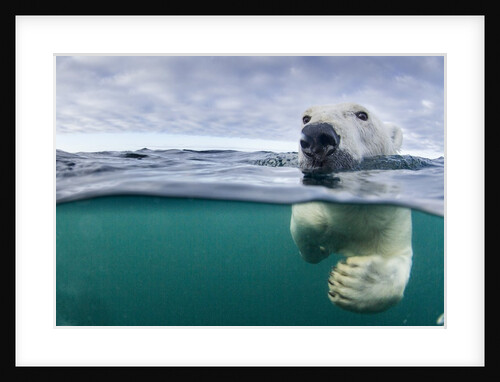 Underwater Polar Bear by Harbour Islands, Nunavut, Canada by Anonymous