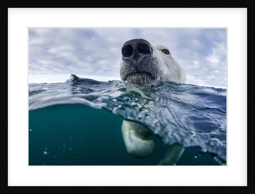 Underwater Polar Bear by Harbour Islands, Nunavut, Canada by Anonymous