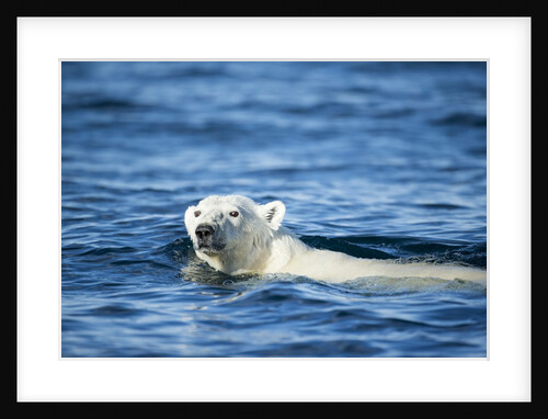 Polar Bear Swimming by Harbour Islands, Nunavut, Canada by Anonymous