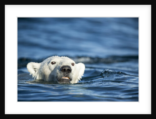 Polar Bear Swimming by Harbour Islands, Nunavut, Canada by Anonymous