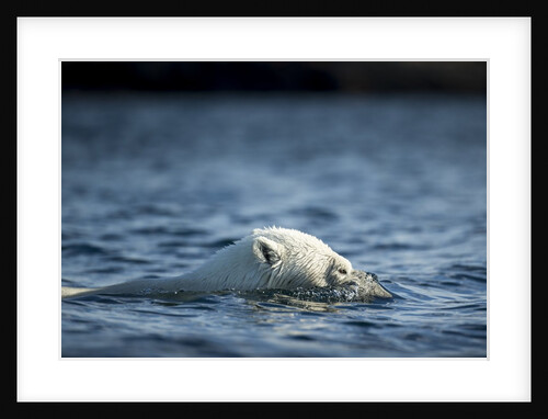 Polar Bear Swimming by Harbour Islands, Nunavut, Canada by Anonymous