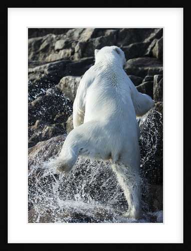 Polar Bear on Harbour Islands, Nunavut, Canada by Anonymous