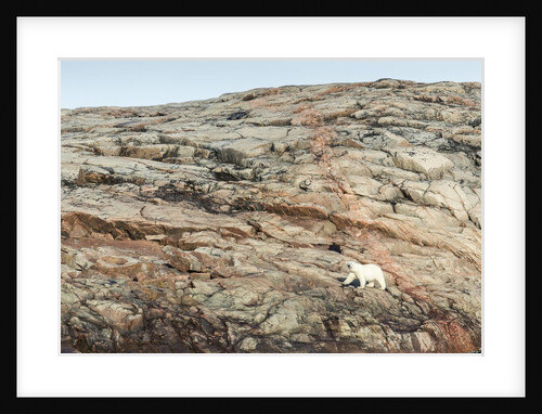 Polar Bear on Harbour Islands, Nunavut, Canada by Anonymous