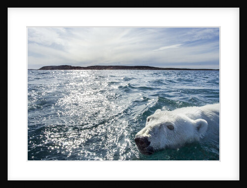 Polar Bear Swimming by Harbour Islands, Nunavut, Canada by Anonymous