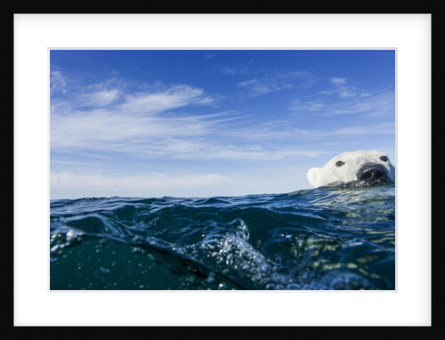 Polar Bear Swimming by Harbour Islands, Nunavut, Canada by Anonymous