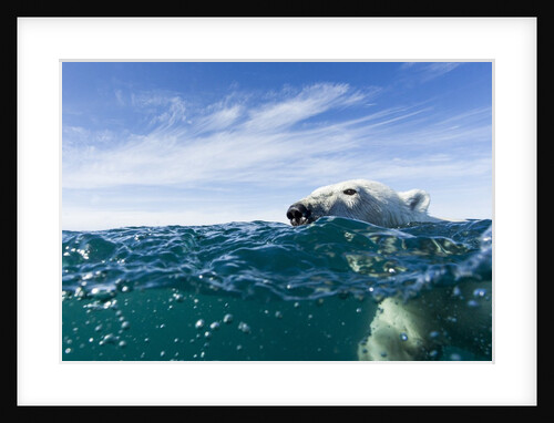 Polar Bear Swimming by Harbour Islands, Nunavut, Canada by Anonymous