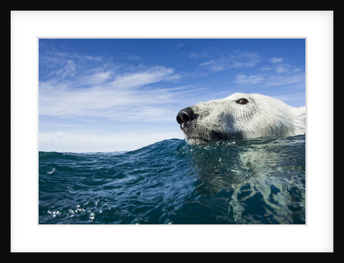 Polar Bear Swimming by Harbour Islands, Nunavut, Canada by Anonymous
