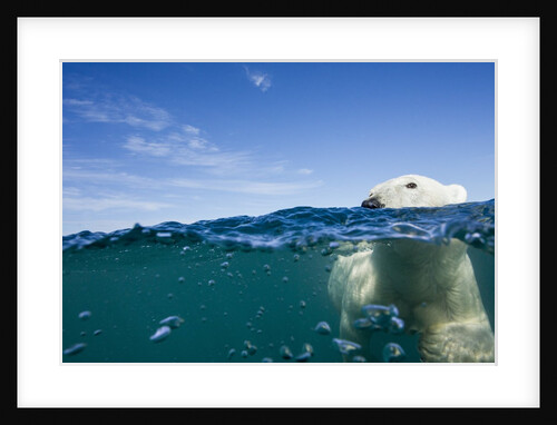Underwater Polar Bear by Harbour Islands, Nunavut, Canada by Anonymous