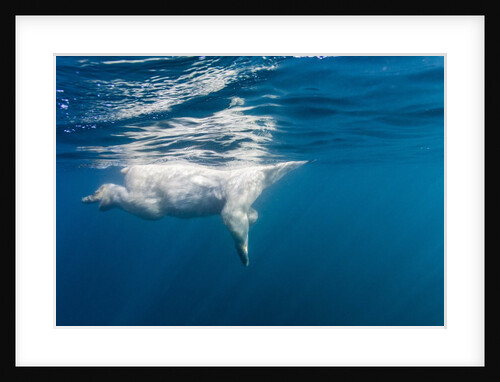 Underwater Polar Bear, Nunavut, Canada by Anonymous