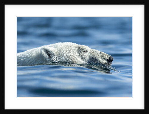 Polar Bear Swimming in Hudson Bay, Nunavut, Canada by Anonymous