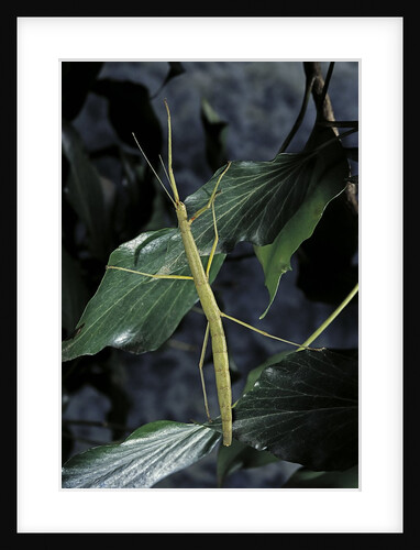 Carausius morosus (indian stick insect) by Anonymous