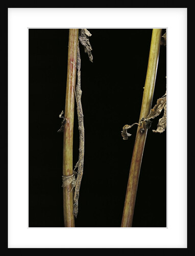 Carausius spinosus (pincer-end stick insect) by Anonymous