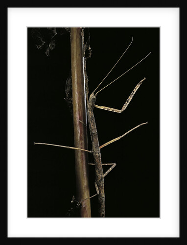 Carausius spinosus (pincer-end stick insect) by Anonymous