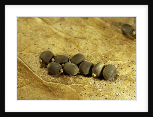 Carausius morosus (indian stick insect) - eggs by Anonymous