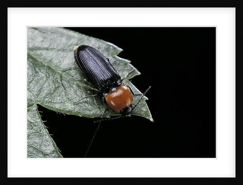 Cardiophorus gramineus (click beetle) by Anonymous