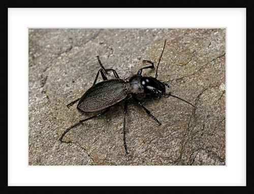 Cechenus pyrenaeus (ground beetle) by Anonymous