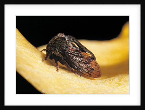 Centrotus cornutus (horned treehopper) by Anonymous
