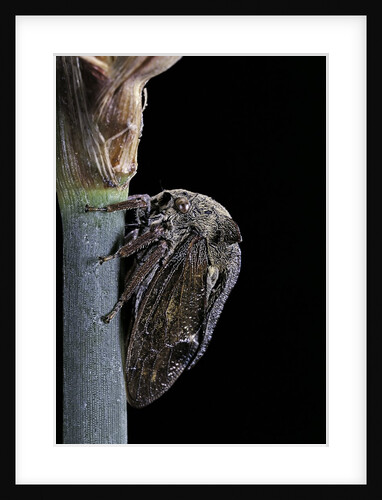 Centrotus cornutus (horned treehopper) by Anonymous