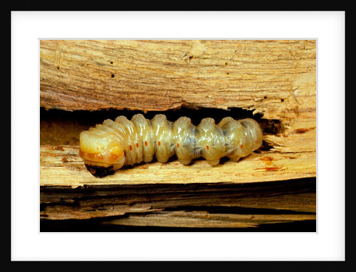 Cerambyx cerdo (great capricorn beetle) - larva by Anonymous
