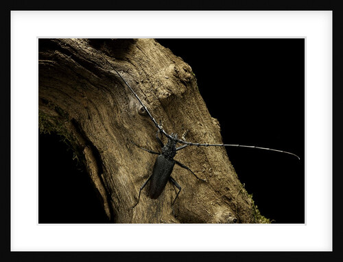 Cerambyx cerdo (great capricorn beetle) by Anonymous