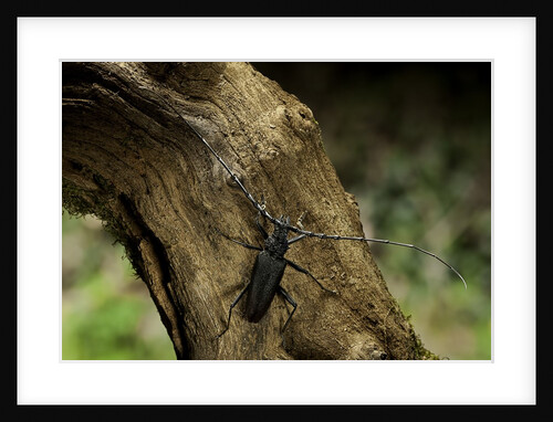 Cerambyx cerdo (great capricorn beetle) by Anonymous