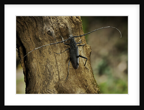 Cerambyx cerdo (great capricorn beetle) by Anonymous