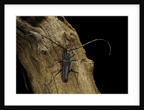 Cerambyx cerdo (great capricorn beetle) by Anonymous