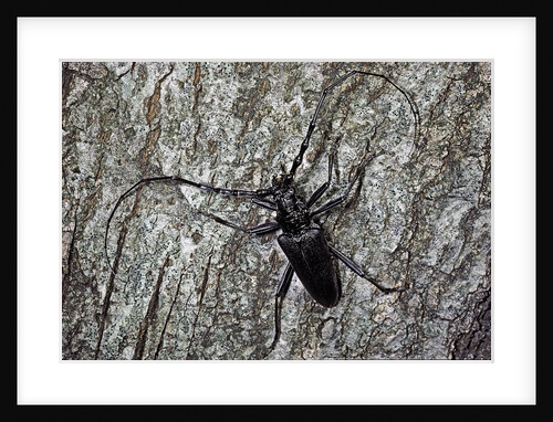 Cerambyx cerdo (great capricorn beetle) by Anonymous