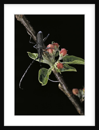 Cerambyx scopolii (capricorn beetle) by Anonymous