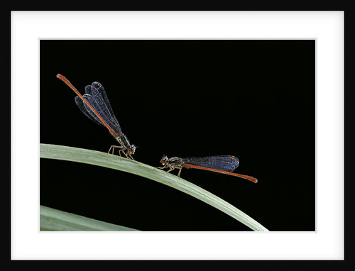 Ceriagrion tenellum (small red damselfly) by Anonymous
