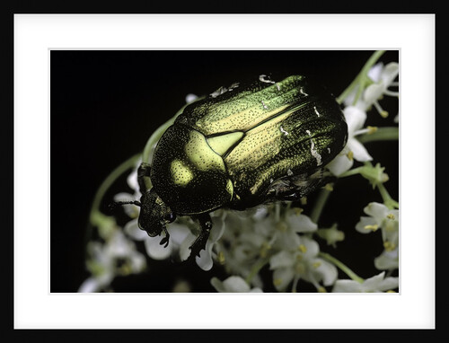 Cetonia aurata (rose chafer) by Anonymous