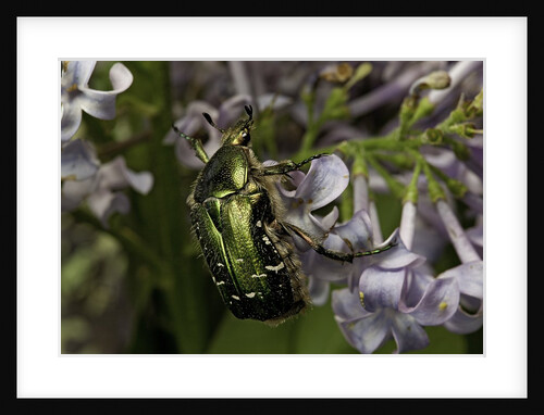 Cetonia aurata (rose chafer) by Anonymous
