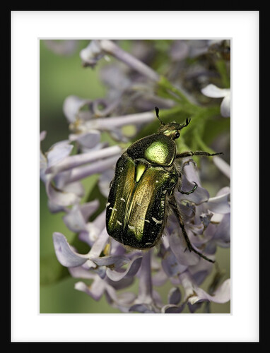 Cetonia aurata (rose chafer) by Anonymous